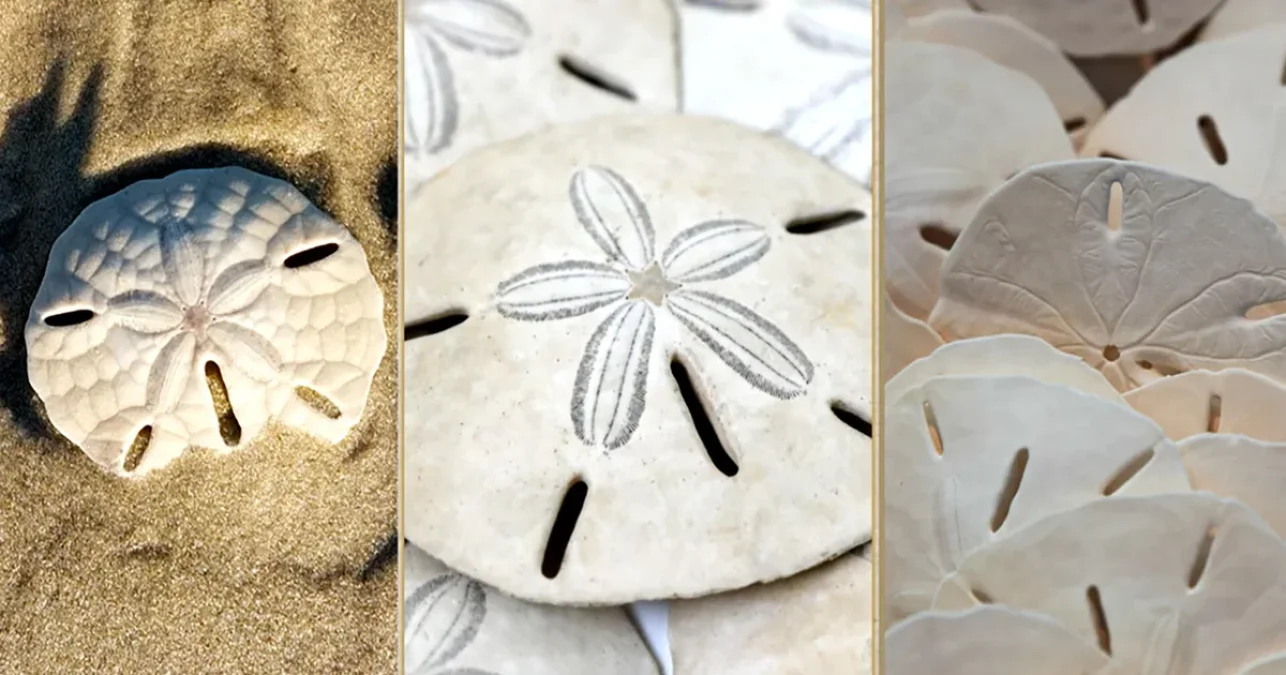 Uncovering the Secrets of Marine Life: Sand Dollars