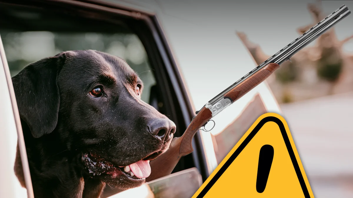 Canine Causes Chaos: Accidental Shotgun Discharge in Parked Vehicle